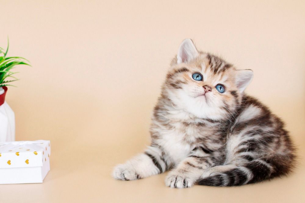 WhatsApp Image 2026-04-03 at 19.21.36 (3) British cute for sale