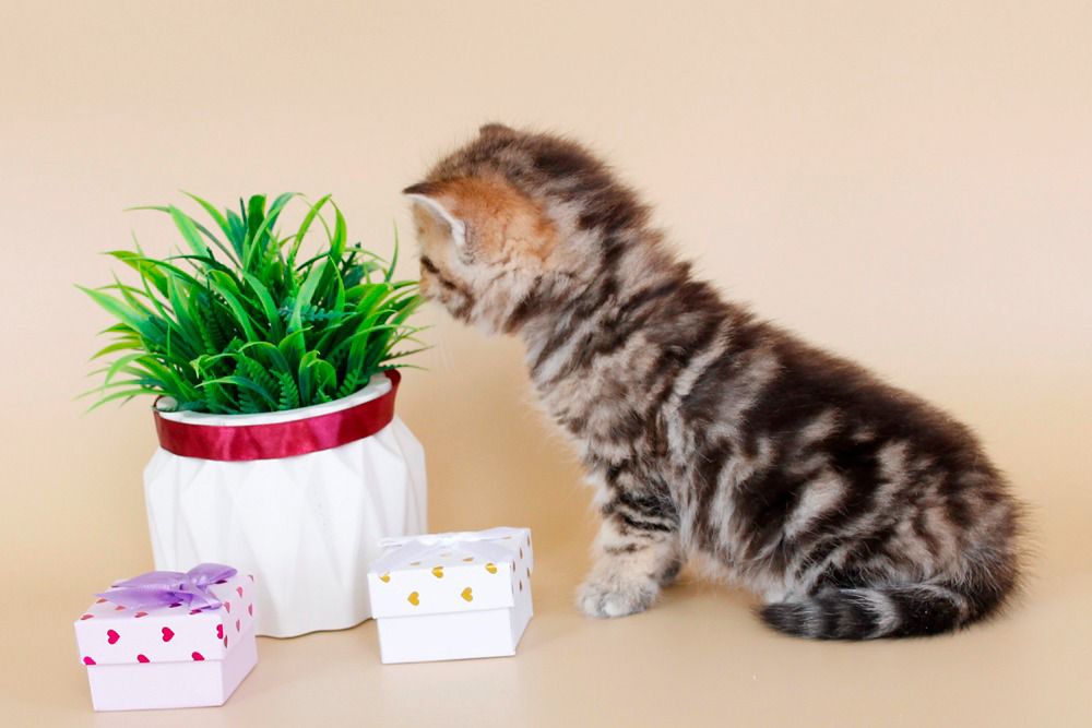 WhatsApp Image 2026-04-03 at 19.21.36