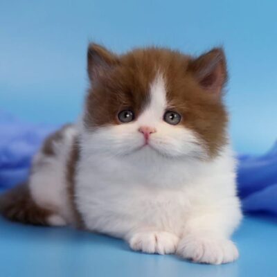 chocolate british sale buy