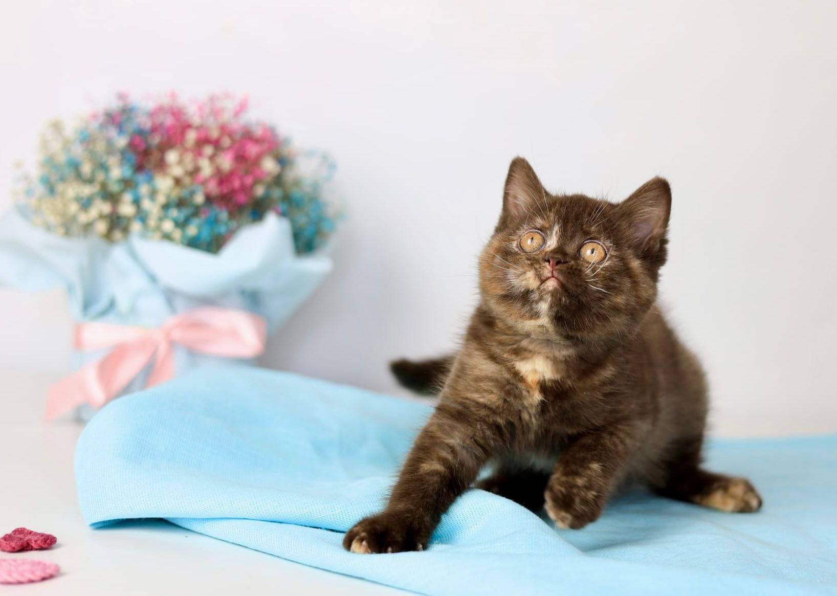 WhatsApp Image 2026-04-06 at 19.25.18 (1)