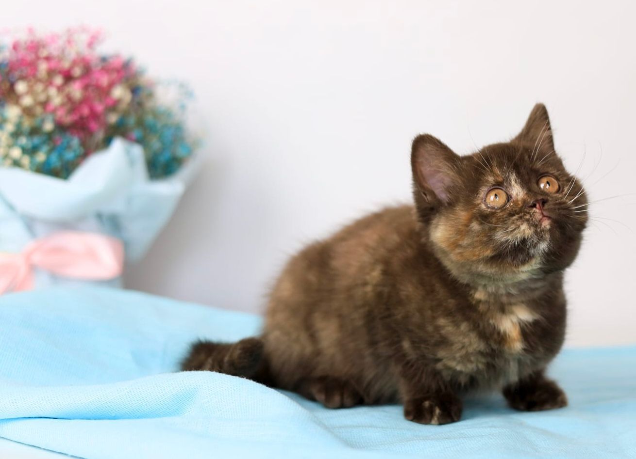 WhatsApp Image 2026-04-06 at 19.25.18 (3)