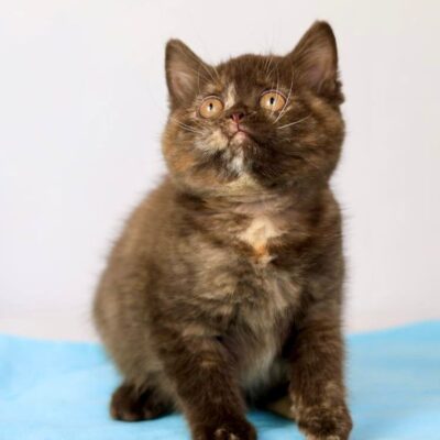 british chocolate turtle ny nj cat brown