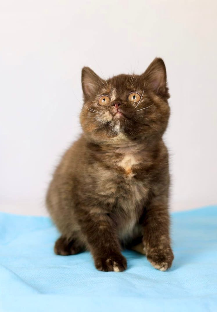 WhatsApp Image 2026-04-06 at 19.25.19 (1) british chocolate turtle ny nj cat brown