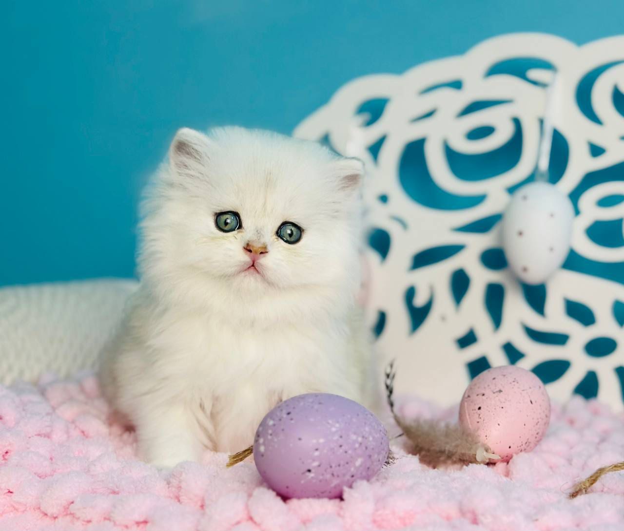 WhatsApp Image 2026-04-06 at 19.26.45