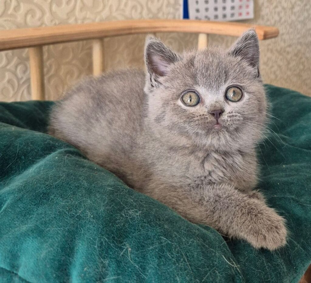 Kira – Female