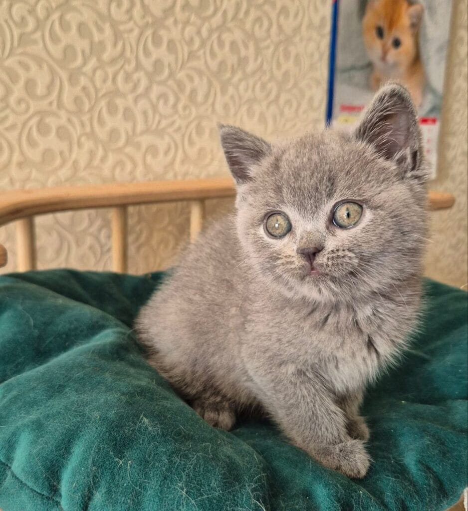 Kira – Female