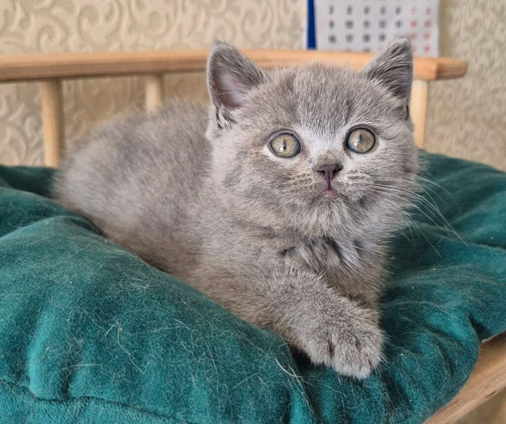 Kira – Female