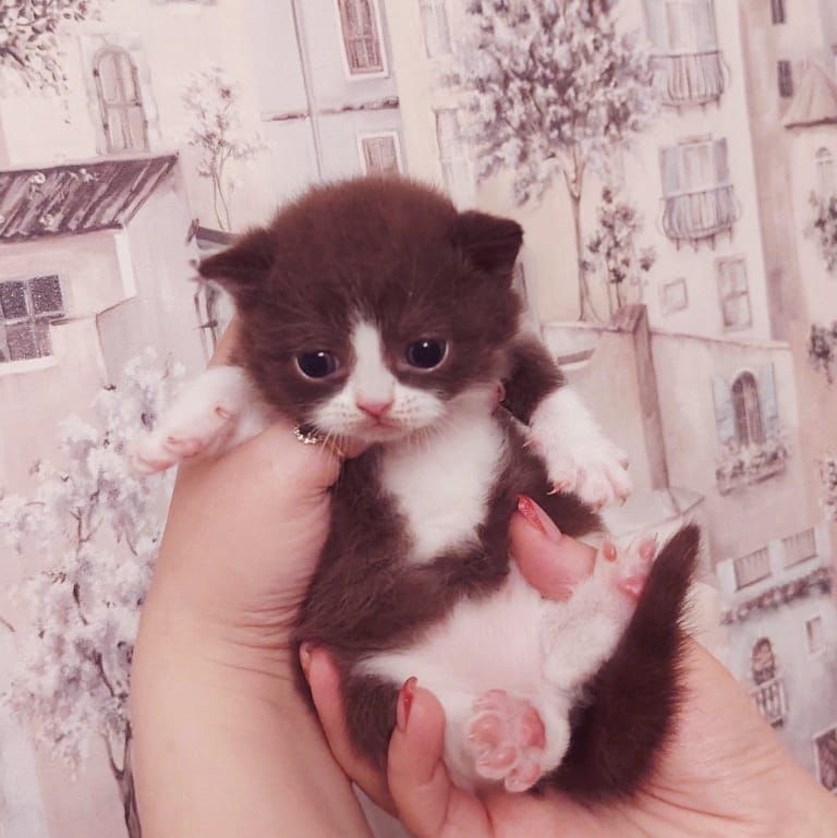 WhatsApp Image 2026-04-09 at 17.43.43 (4) british