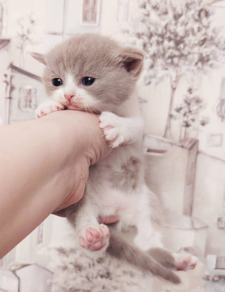 WhatsApp Image 2026-04-09 at 17.44.09 (1) british