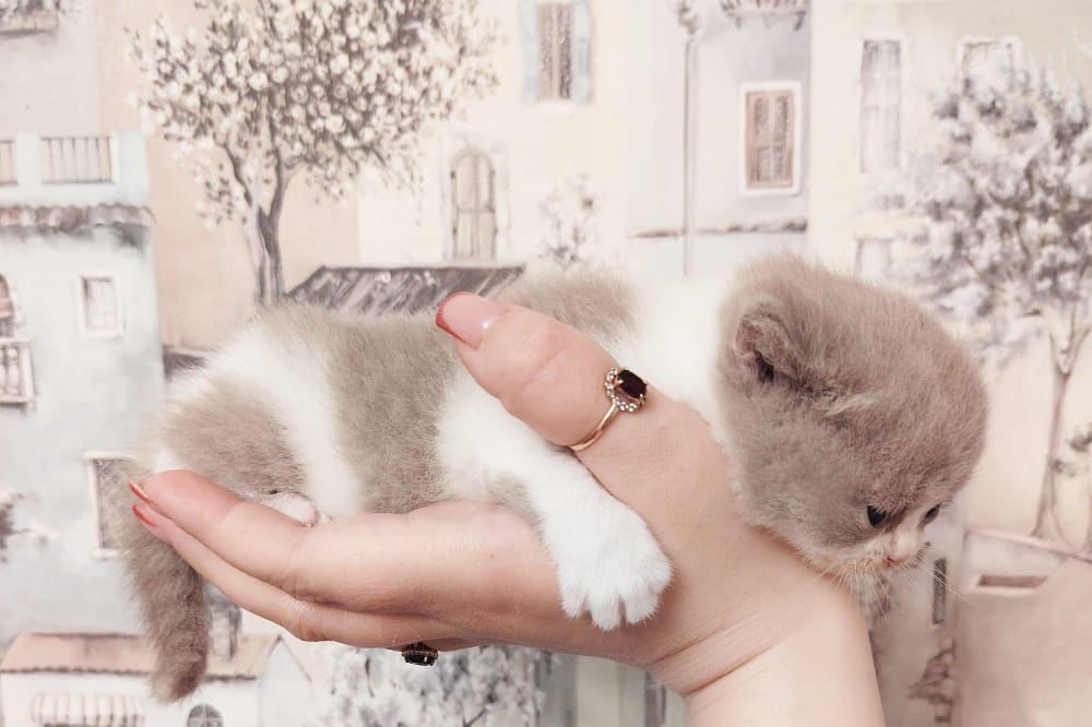 WhatsApp Image 2026-04-09 at 17.44.09