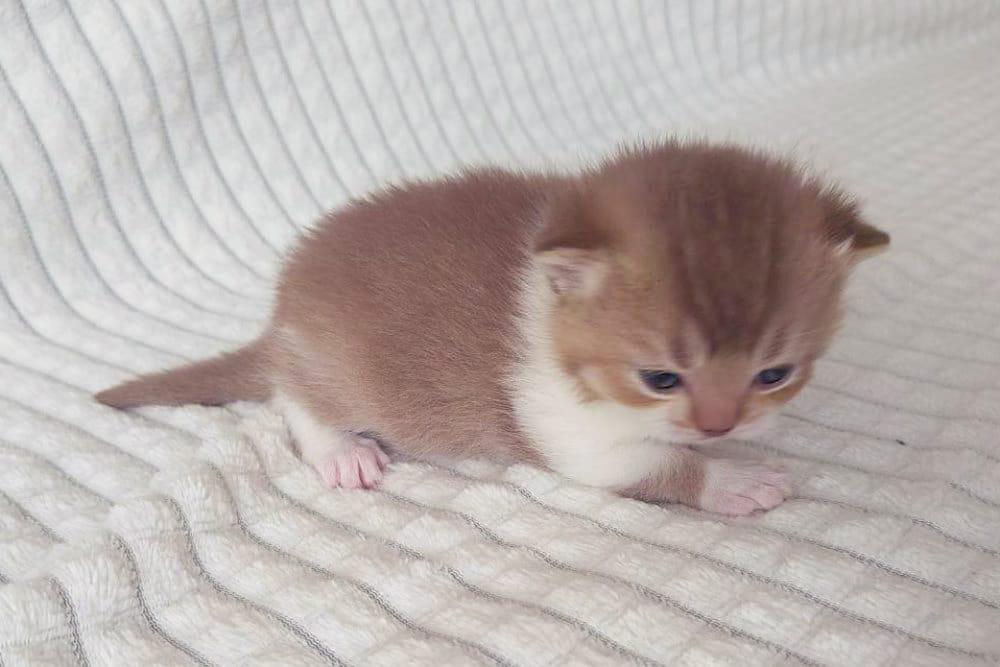 WhatsApp Image 2026-04-09 at 17.44.46 british