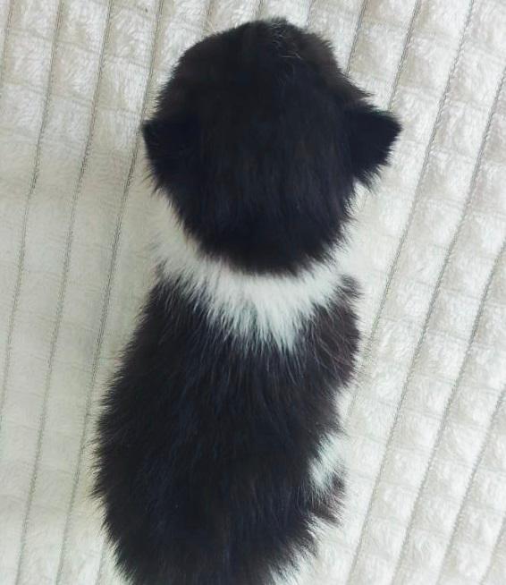 WhatsApp Image 2026-04-09 at 17.45.54 british