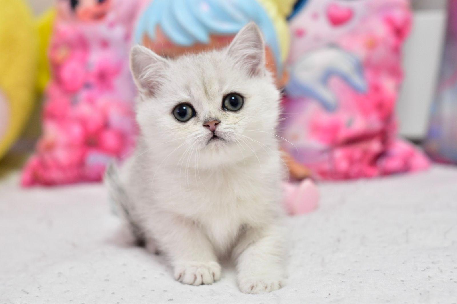 WhatsApp Image 2026-04-09 at 17.47.21 (4) british