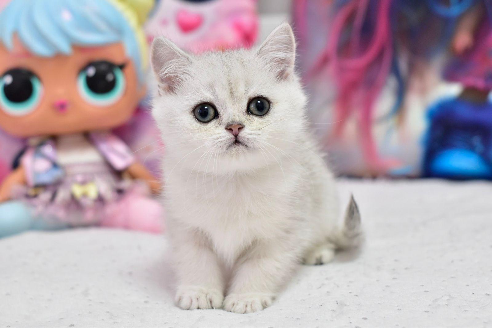 WhatsApp Image 2026-04-09 at 17.47.21