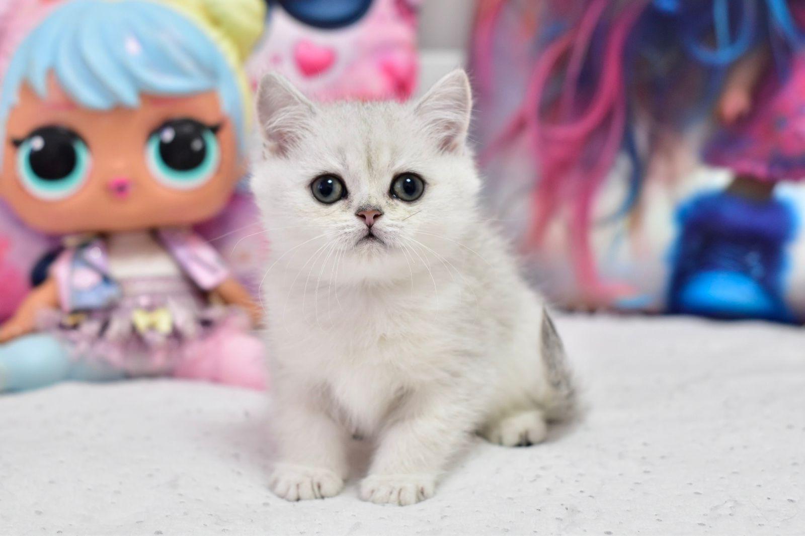 WhatsApp Image 2026-04-09 at 17.47.22