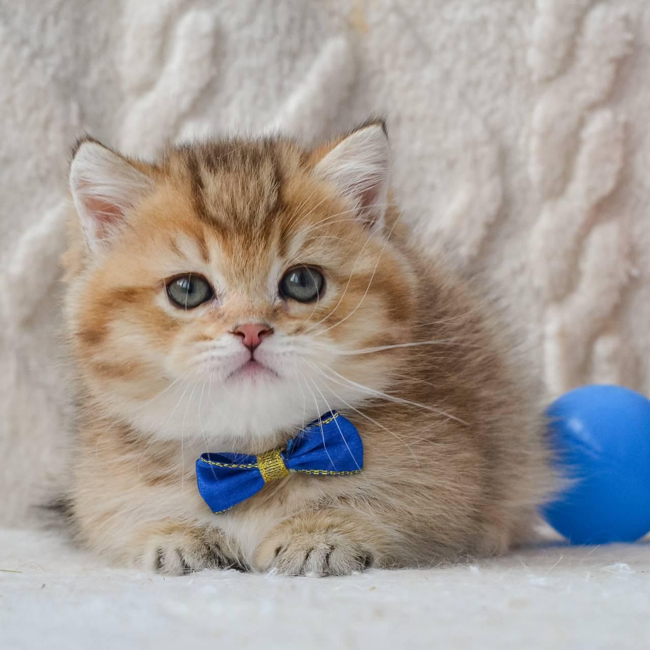 WhatsApp Image 2026-04-09 at 17.48.10 (3)