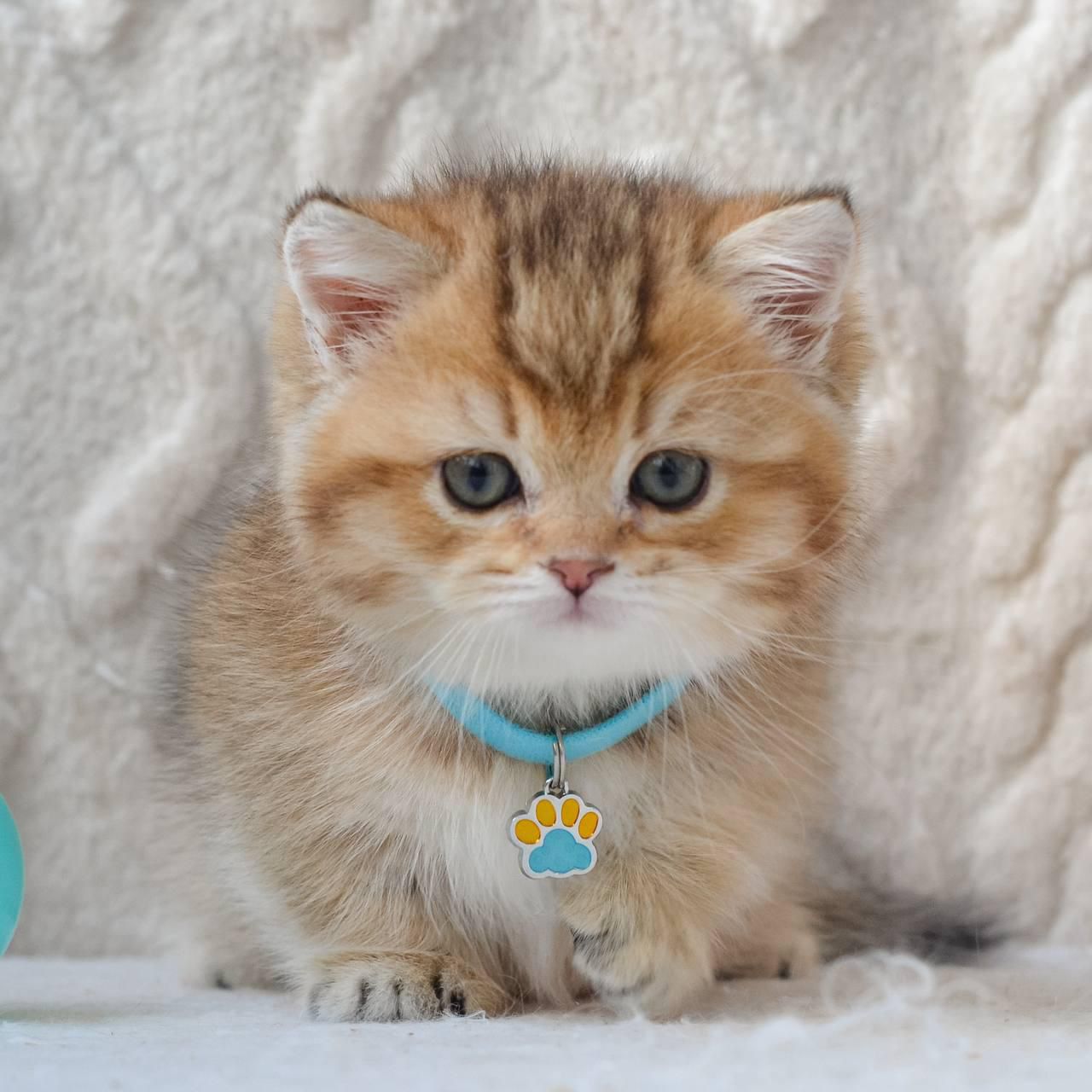 WhatsApp Image 2026-04-09 at 17.48.10 (4)