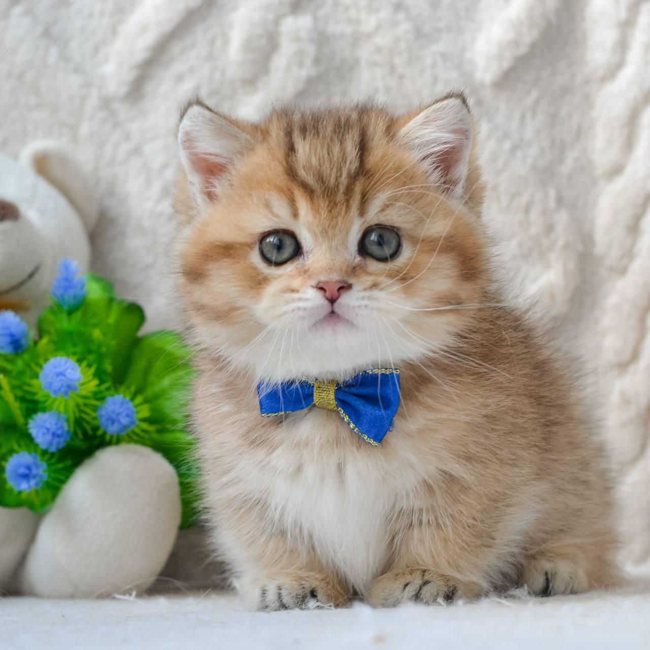 WhatsApp Image 2026-04-09 at 17.48.10 (5)