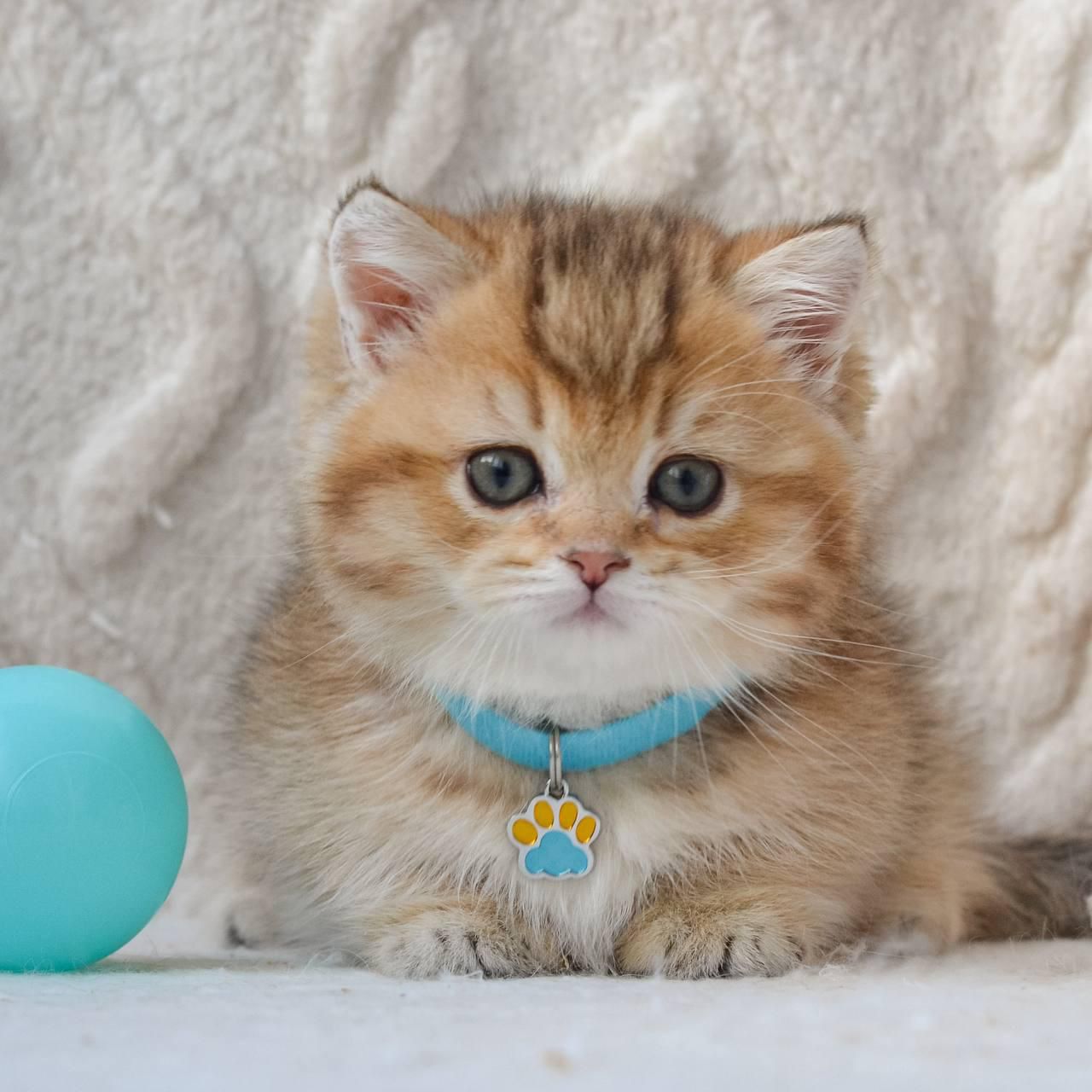 WhatsApp Image 2026-04-09 at 17.48.10 (6)