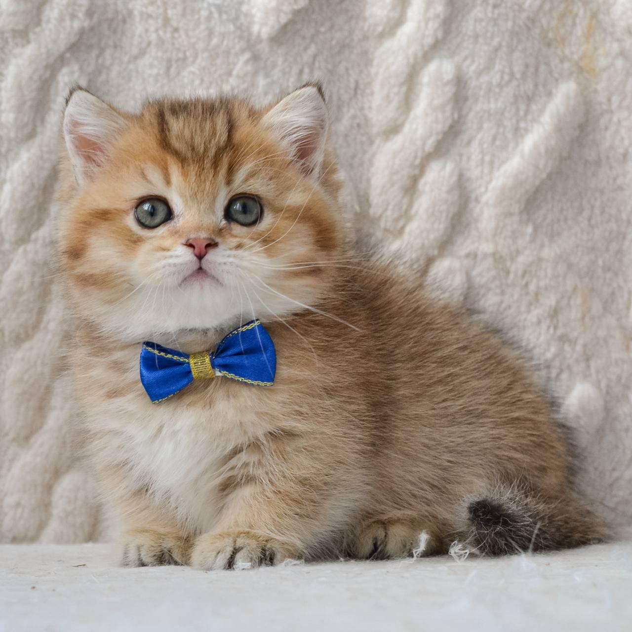 WhatsApp Image 2026-04-09 at 17.48.10