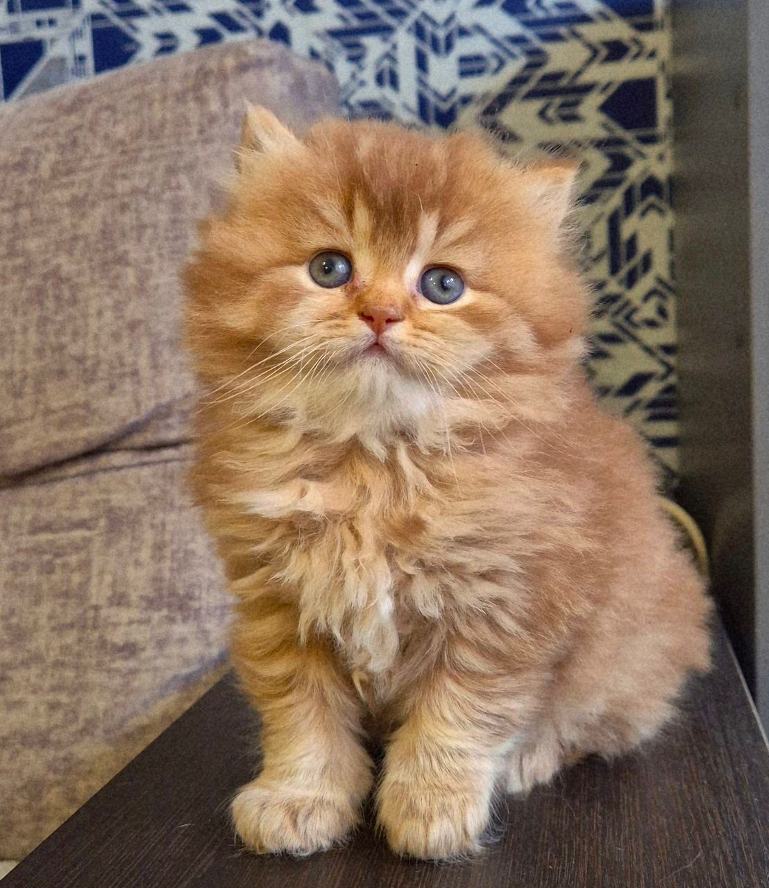 british brooklyn red