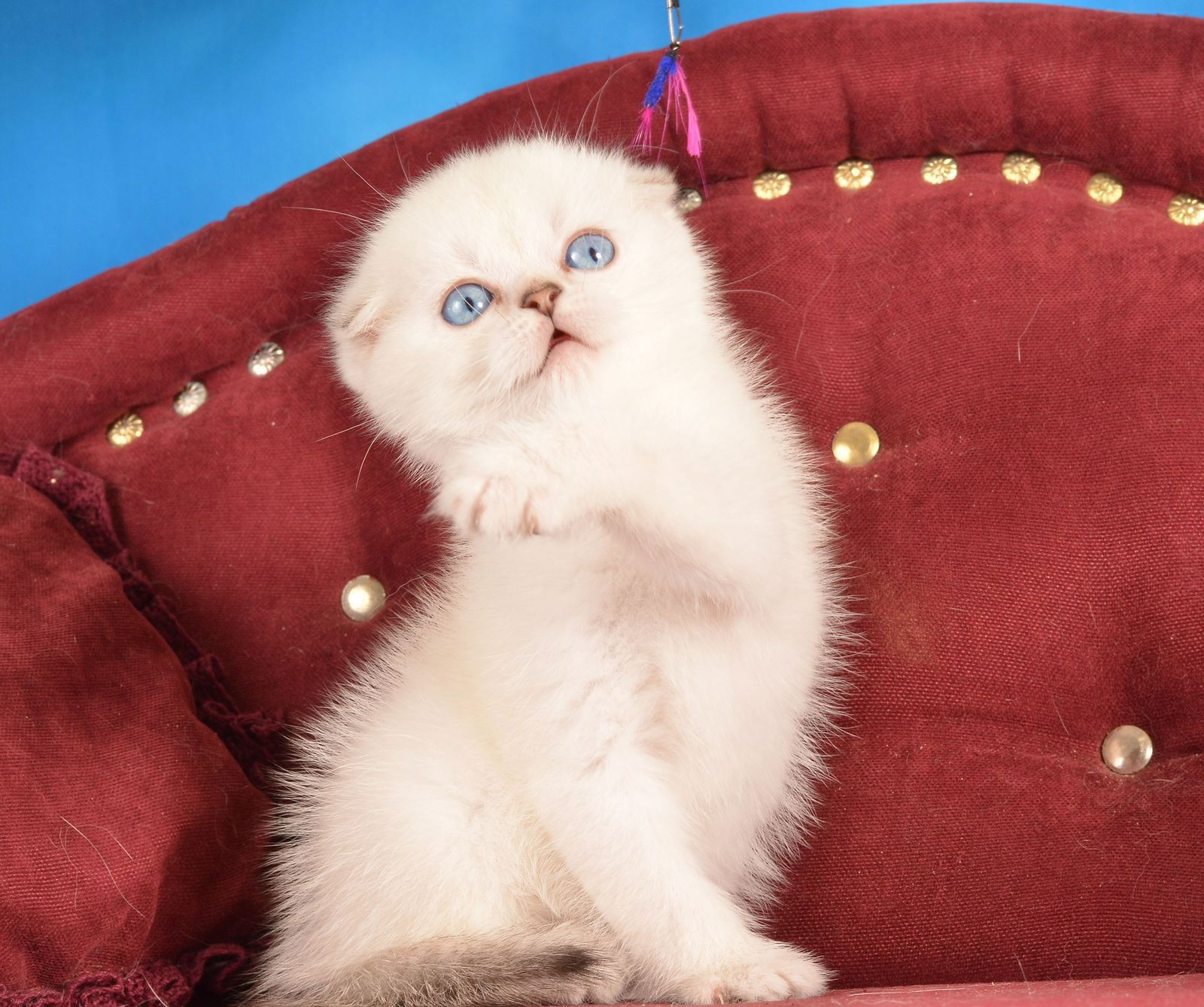 scottish blue eyes