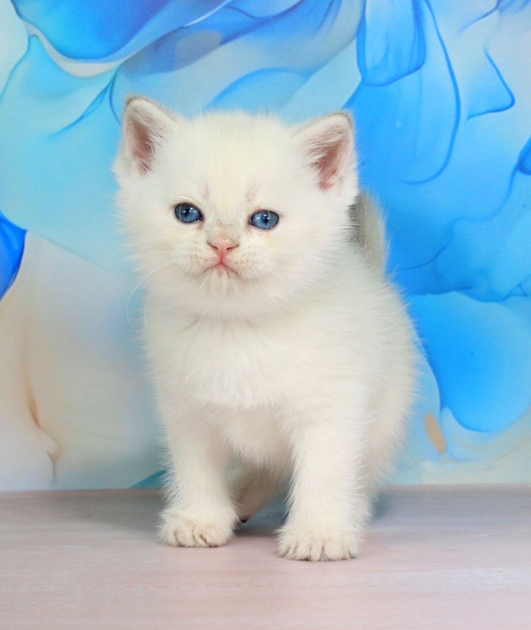 WhatsApp Image 2026-04-20 at 13.36.15 (1) british blue eyes