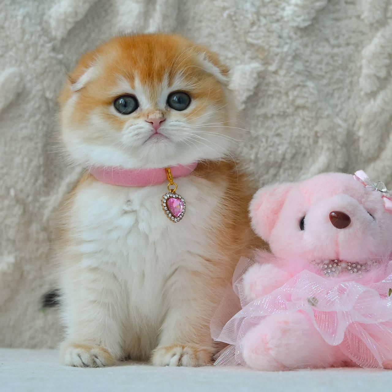 scottish fold