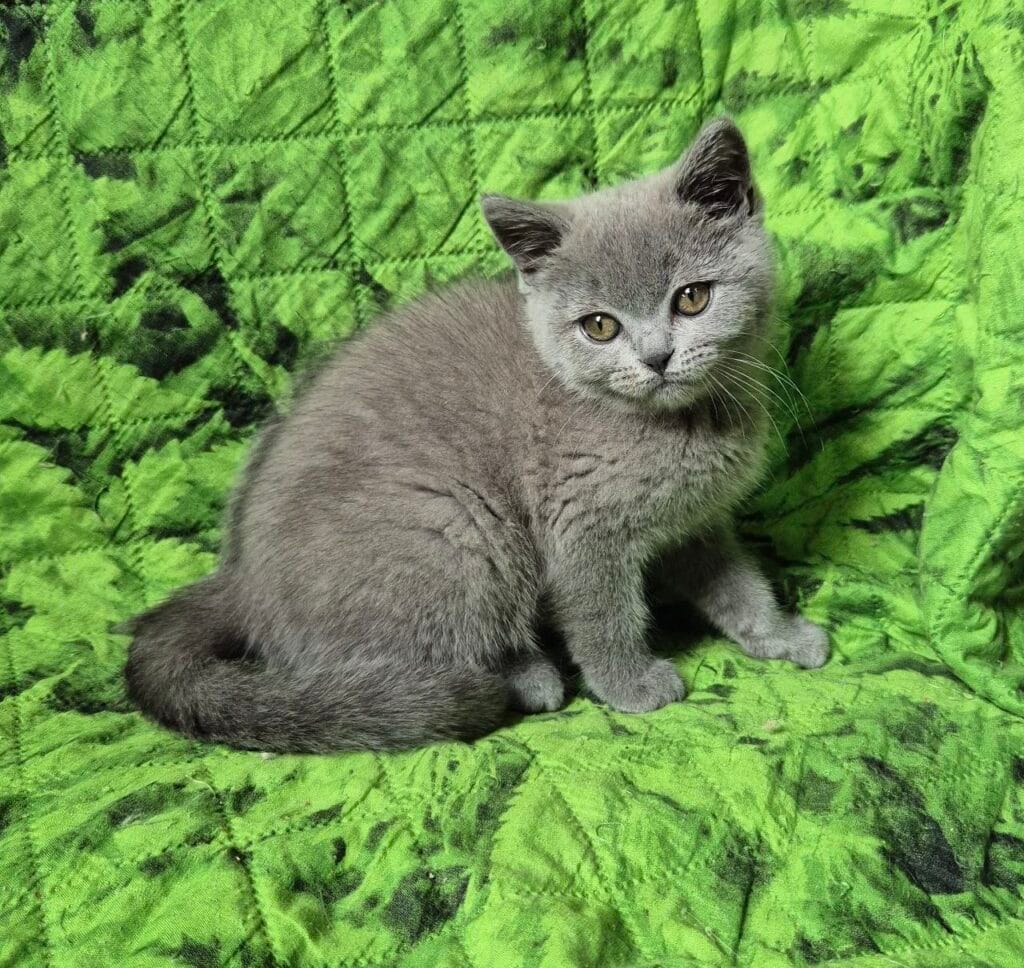 Kira – Female