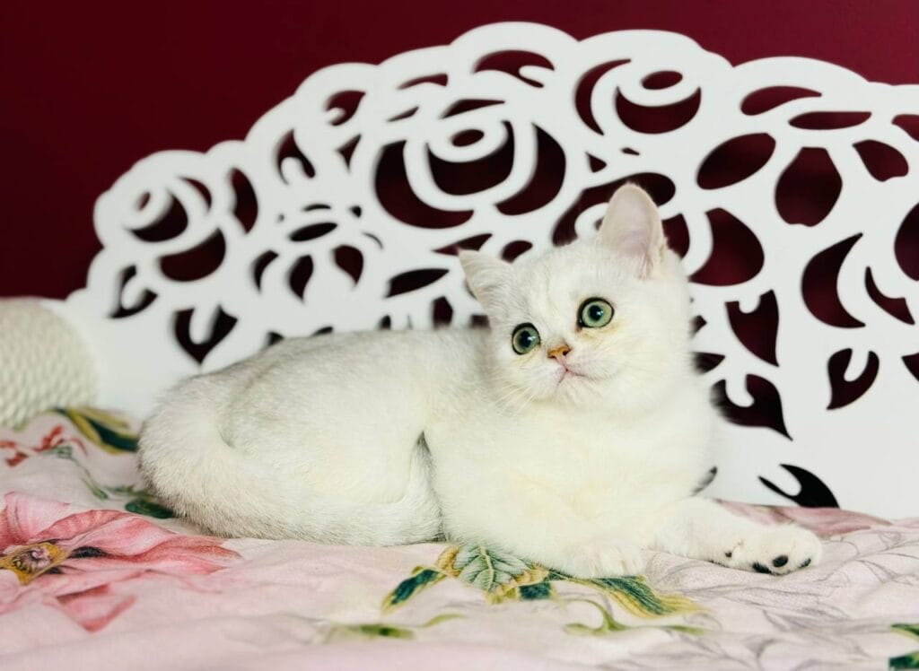 Tiffani – Female