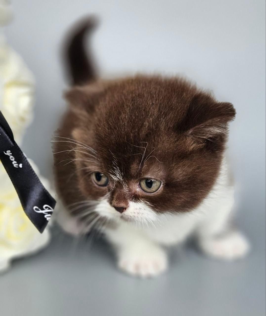 bicolor munchkin