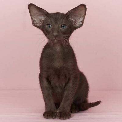Quentin - Male oriental best price chocolate
