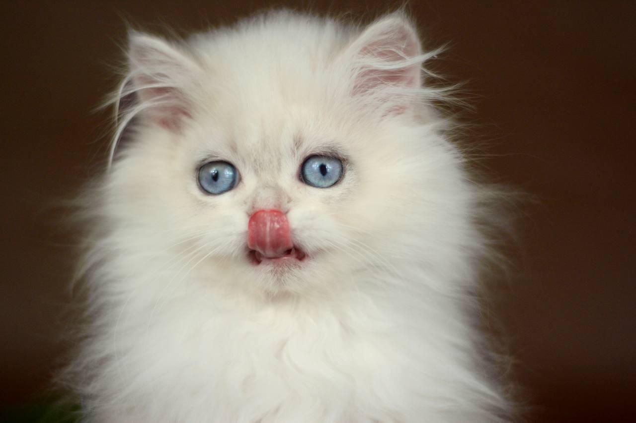 white blue eyes kitten