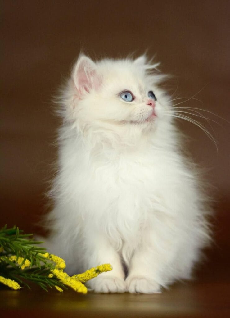 Xavi – Male