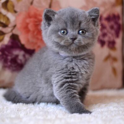 blue cat kitten , buy for sale brooklyn manhattan usa
