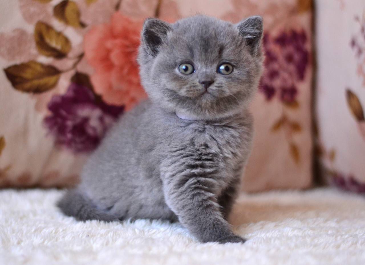 blue cat kitten , buy for sale brooklyn manhattan usa