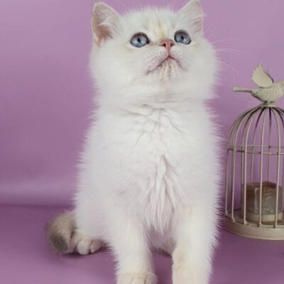 british blue eyes adopt