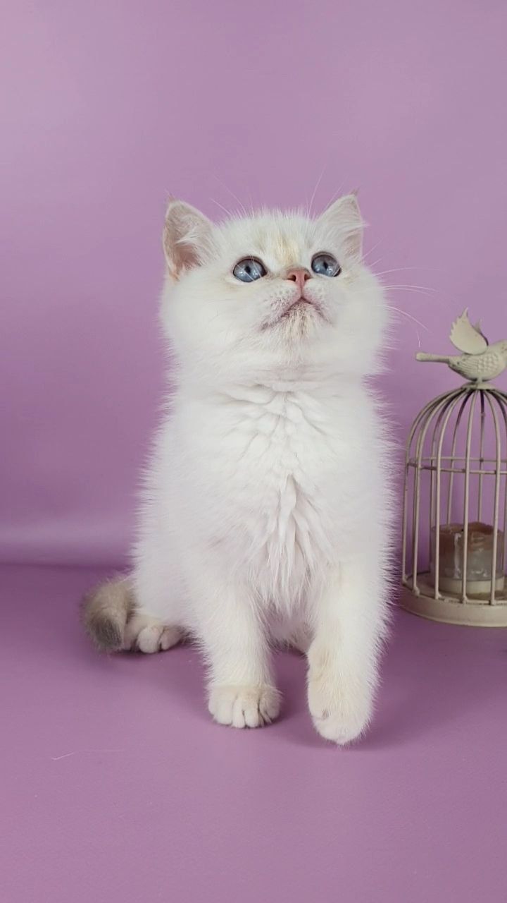british blue eyes adopt