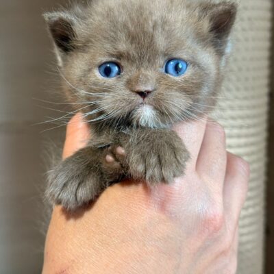 blue eyes chocolate rare cinnamon british new york ny usa best price ADOPT