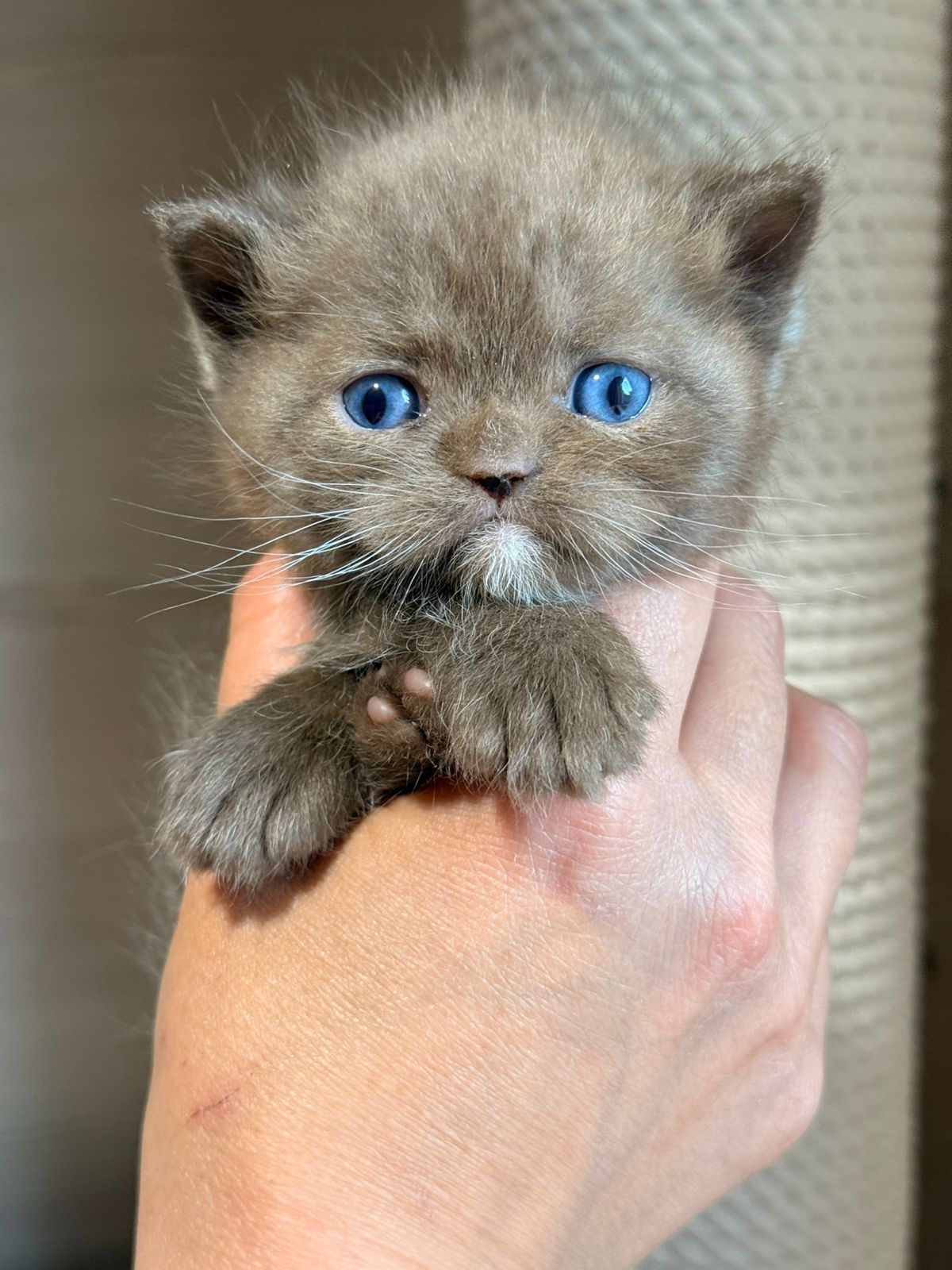 blue eyes chocolate rare cinnamon british new york ny usa best price ADOPT
