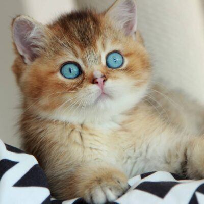 blue eyed British Shorthair kitten, chocolate golden British kitten, golden color blue eyes kitten, chocolate color blue eyes kitten, rare blue eyes British kitten, British Shorthair NYC, British kitten New Jersey, British Shorthair USA, purebred British kitten, luxury British cat, teddy bear face kitten, golden shaded British kitten, chocolate golden kitten for sale, rare British Shorthair color, European British kitten, fluffy blue eyed kitten, WCF British kitten, premium British Shorthair, British kitten delivery USA, British kitten New York, cutest British kitten, rare purebred kitten, British Shorthair for sale NYC, elite British kitten USA, rare golden blue eyes kitten, chocolate blue eyes cat, golden shaded blue eyes British cat