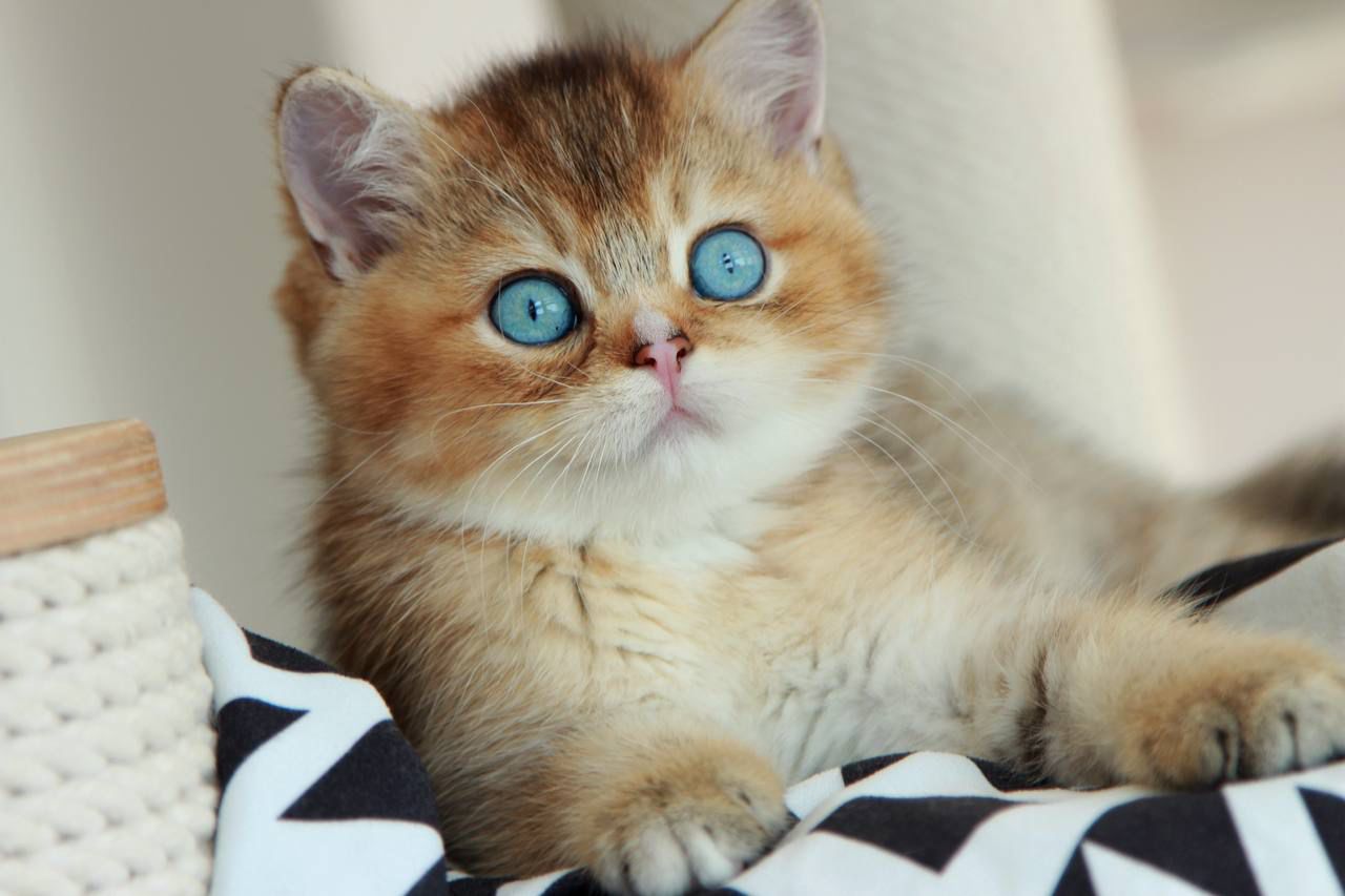 blue eyed British Shorthair kitten, chocolate golden British kitten, golden color blue eyes kitten, chocolate color blue eyes kitten, rare blue eyes British kitten, British Shorthair NYC, British kitten New Jersey, British Shorthair USA, purebred British kitten, luxury British cat, teddy bear face kitten, golden shaded British kitten, chocolate golden kitten for sale, rare British Shorthair color, European British kitten, fluffy blue eyed kitten, WCF British kitten, premium British Shorthair, British kitten delivery USA, British kitten New York, cutest British kitten, rare purebred kitten, British Shorthair for sale NYC, elite British kitten USA, rare golden blue eyes kitten, chocolate blue eyes cat, golden shaded blue eyes British cat