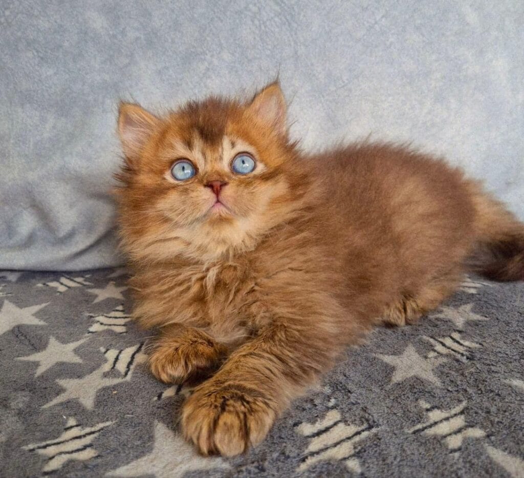 Felix – Male