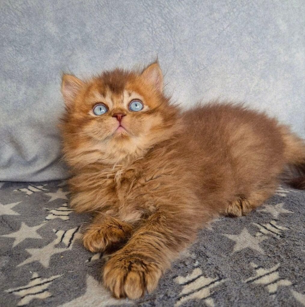 Felix – Male