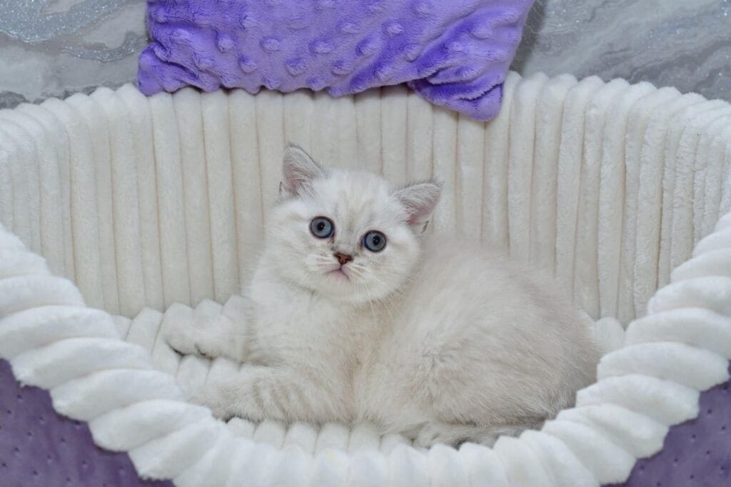 Jina – Female