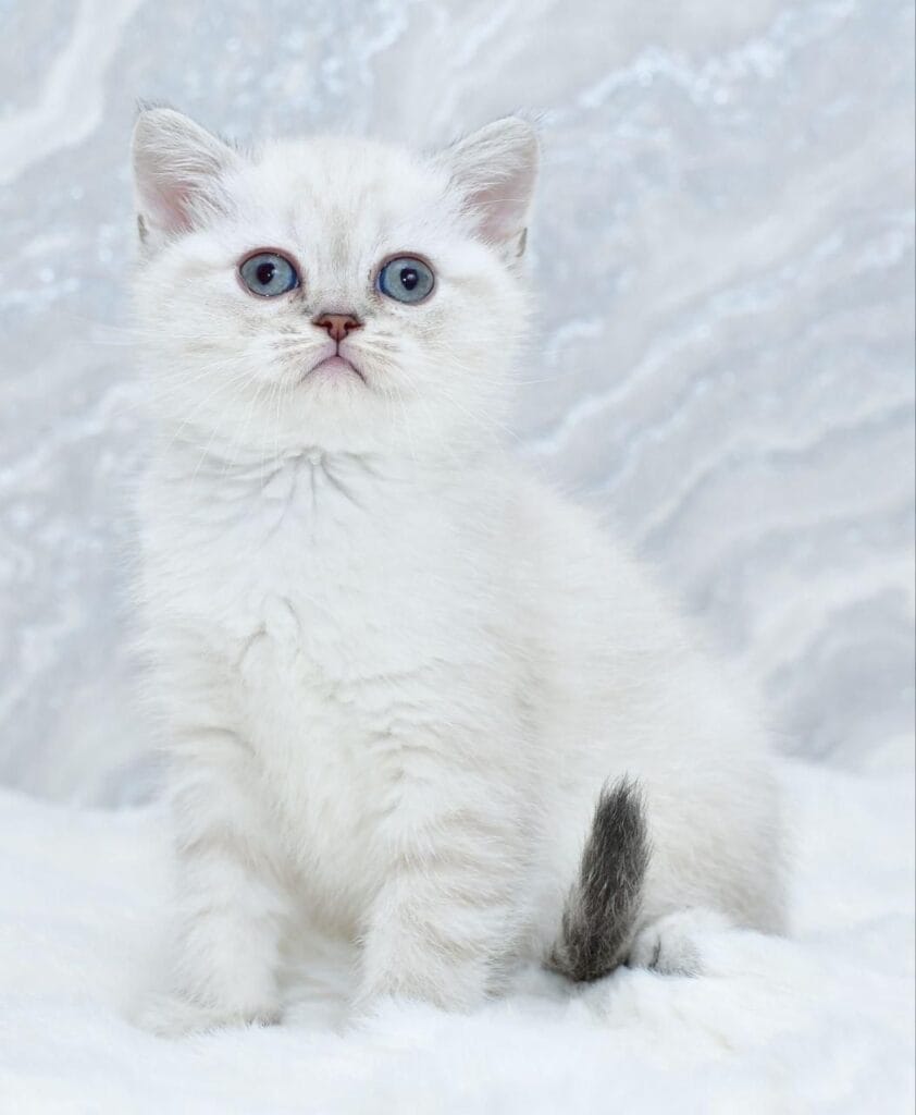 Jina – Female