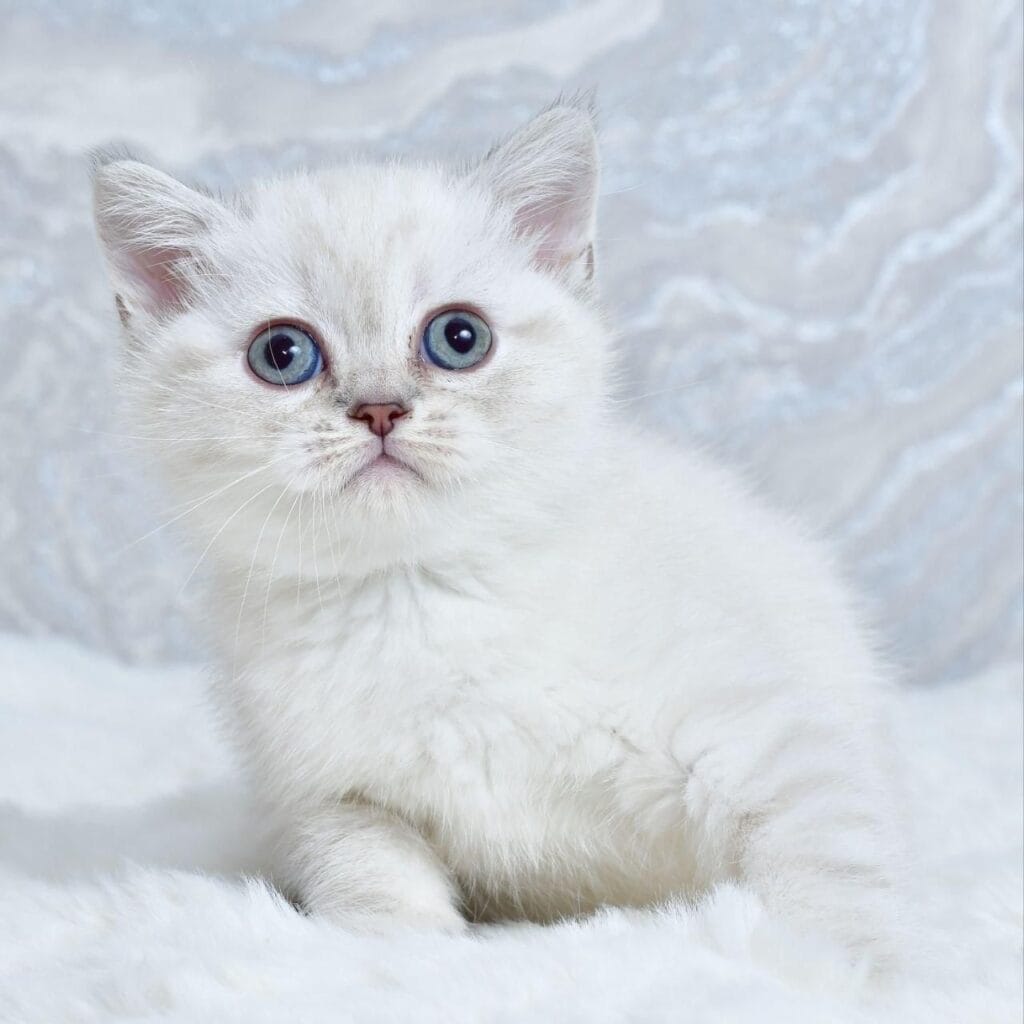 Jina – Female