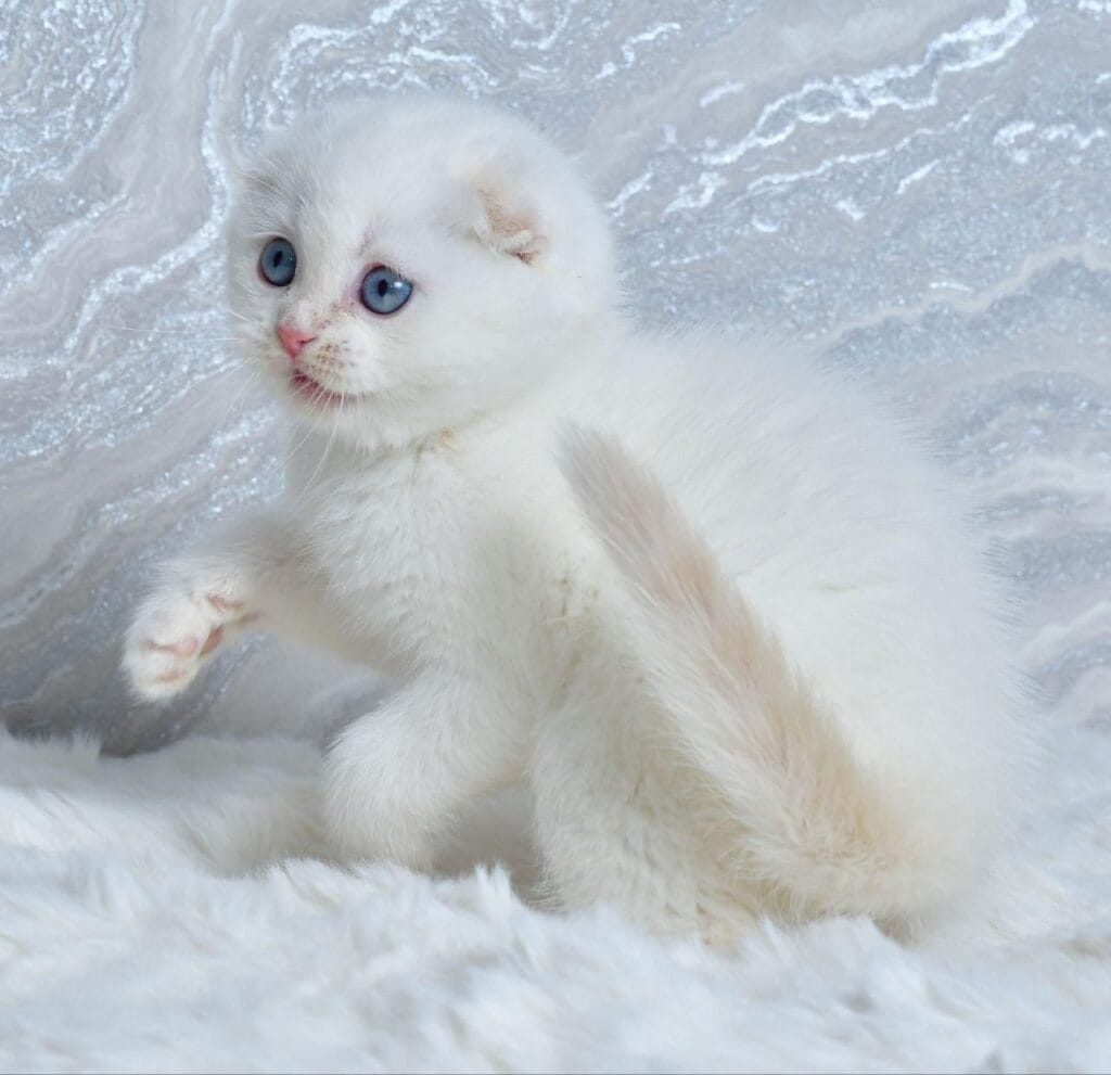 Jeff – Male