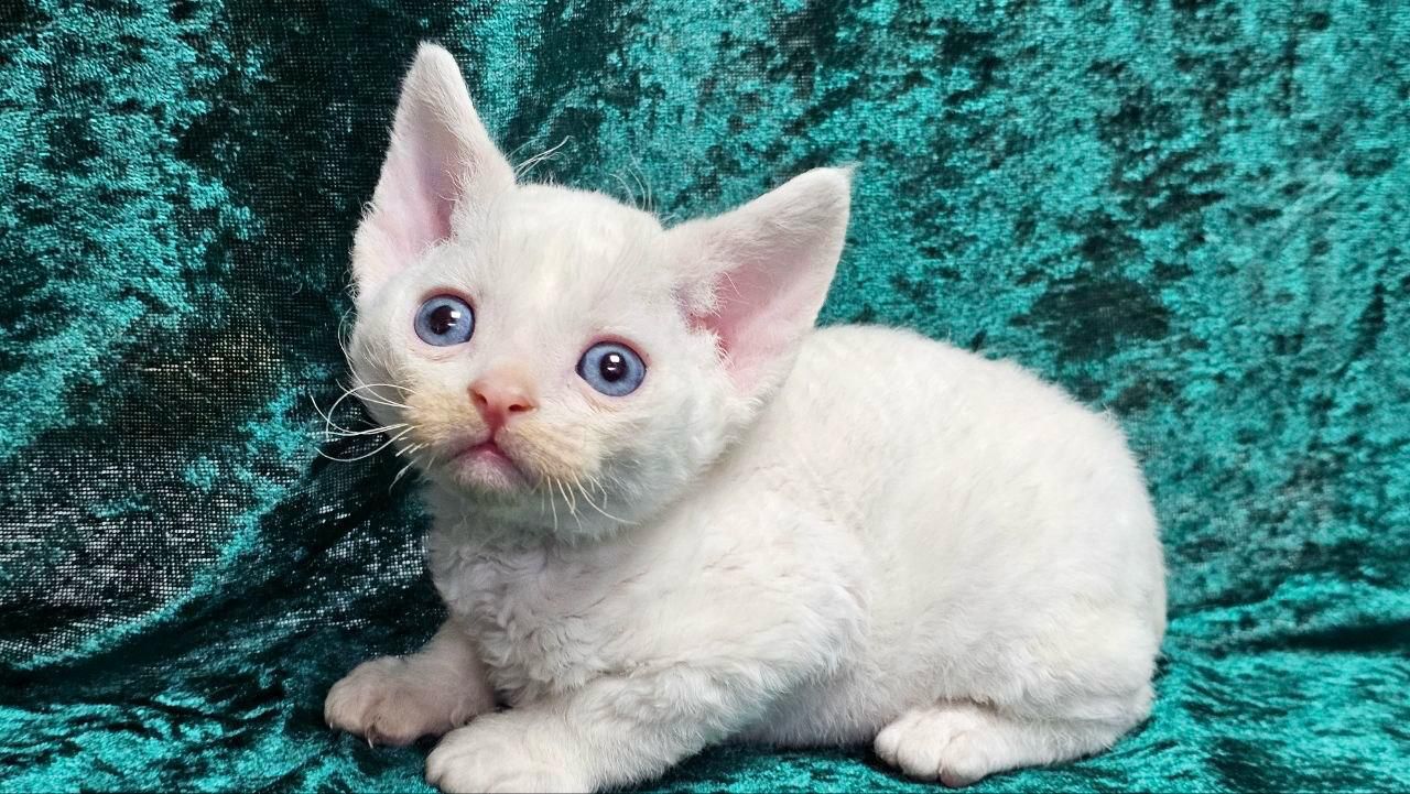 WhatsApp Image 2026-05-17 at 13.19.14 (1) devon rex