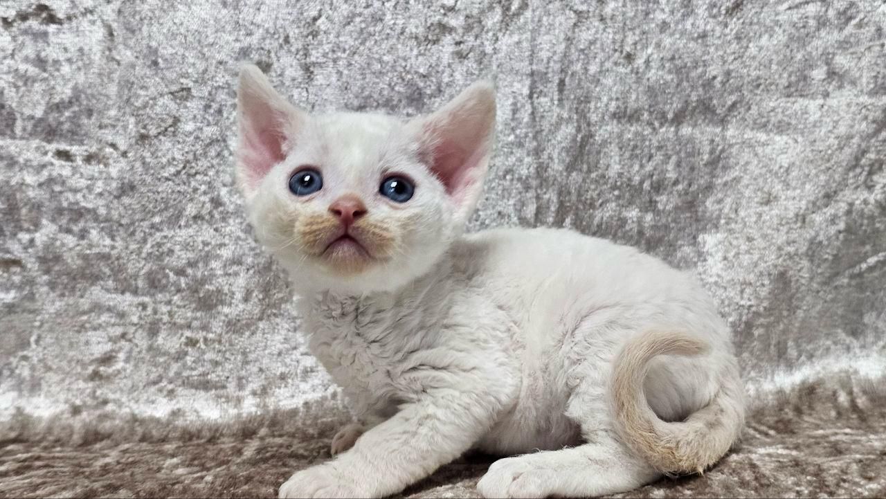 Devon rex